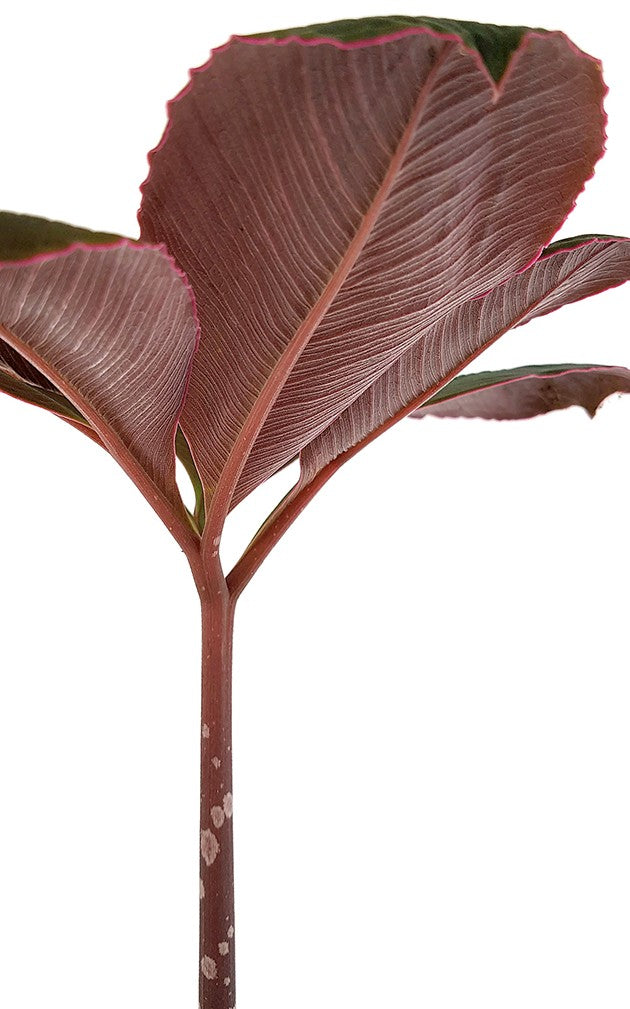 Amorphophallus atrovirdis - Aronstabgewächs