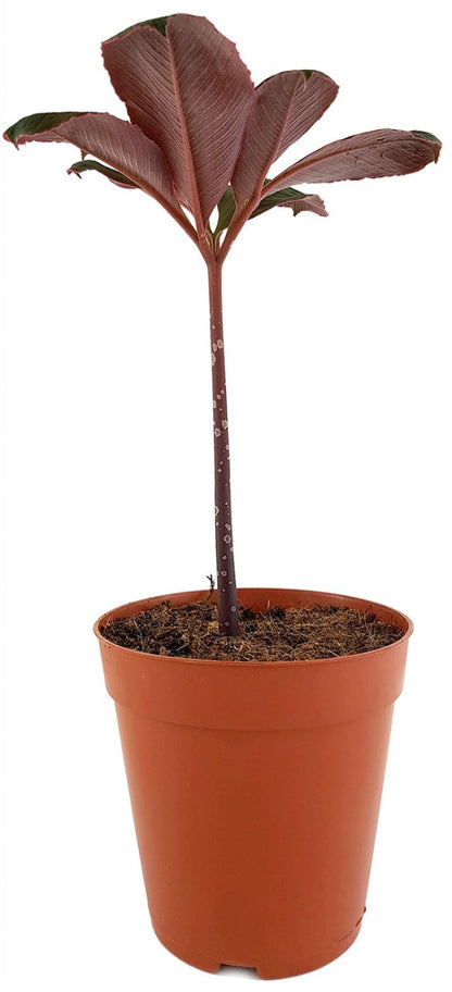 Amorphophallus atrovirdis - Aronstabgewächs