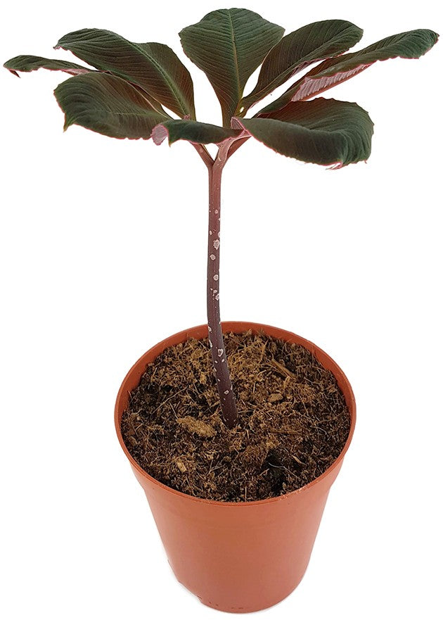 Amorphophallus atrovirdis - Aronstabgewächs