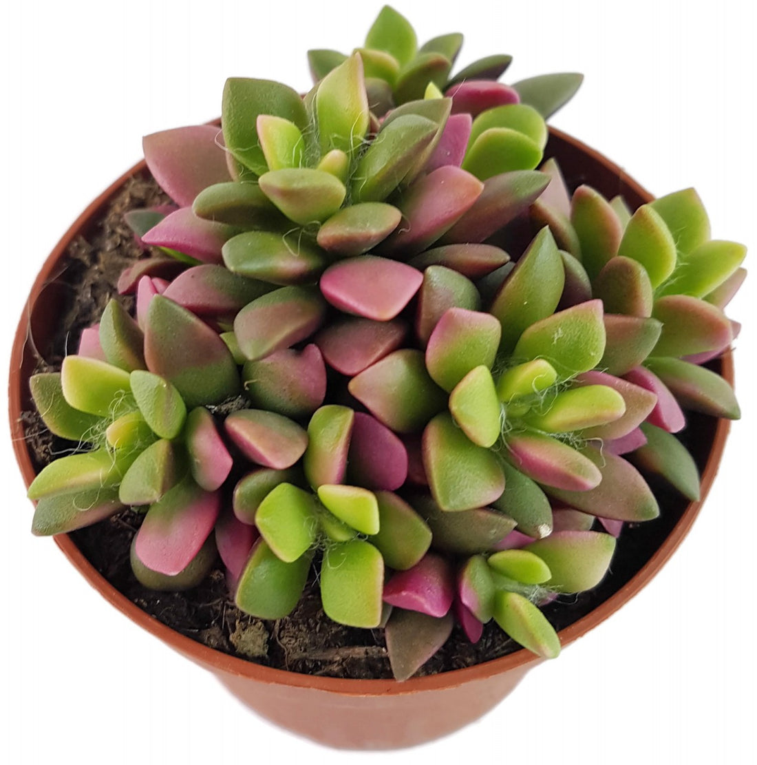 Anacampseros "Sunrise" - Regenbogensukkulente