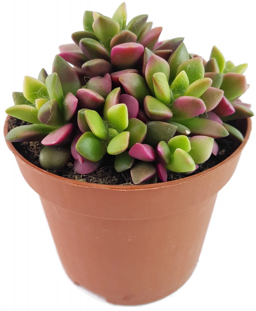 Anacampseros "Sunrise" - Regenbogensukkulente