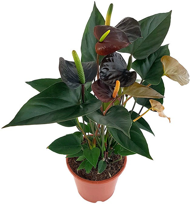 Anthurium "Black Love" - schwarze Flamingoblume