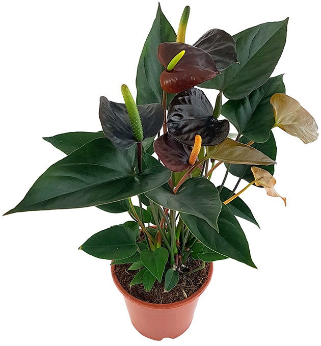 Anthurium &quot;Black Love&quot; - schwarze Flamingoblume