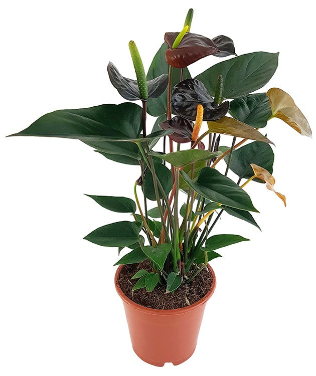 Anthurium "Black Love" - schwarze Flamingoblume