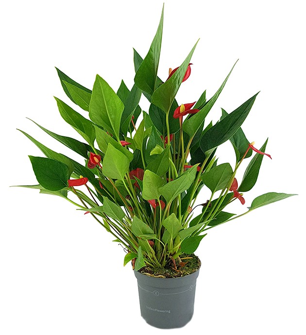 Anthurium &quot;Karma Million Flowers&quot; - Flamingoblume