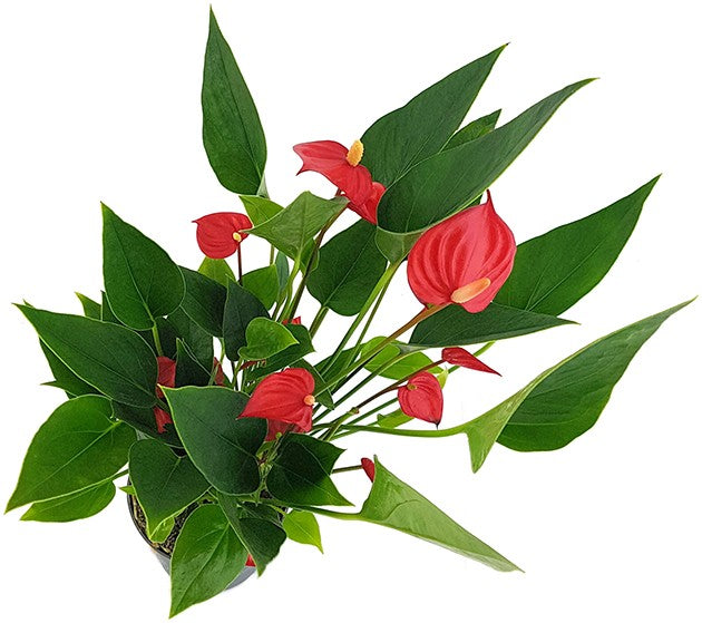 Anthurium &quot;Karma Million Flowers&quot; - Flamingoblume