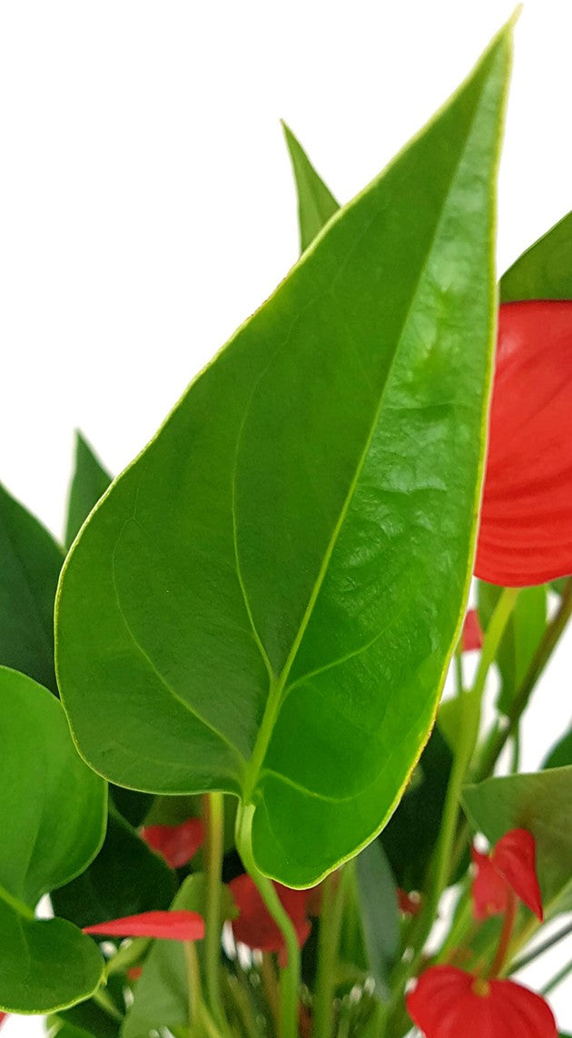 Anthurium &quot;Karma Million Flowers&quot; - Flamingoblume