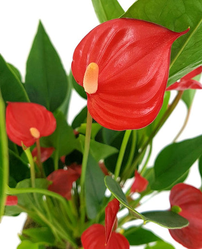 Anthurium &quot;Karma Million Flowers&quot; - Flamingoblume