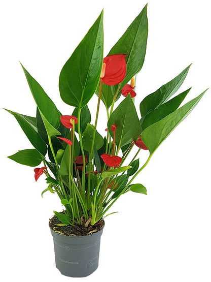 Anthurium &quot;Karma Million Flowers&quot; - Flamingoblume