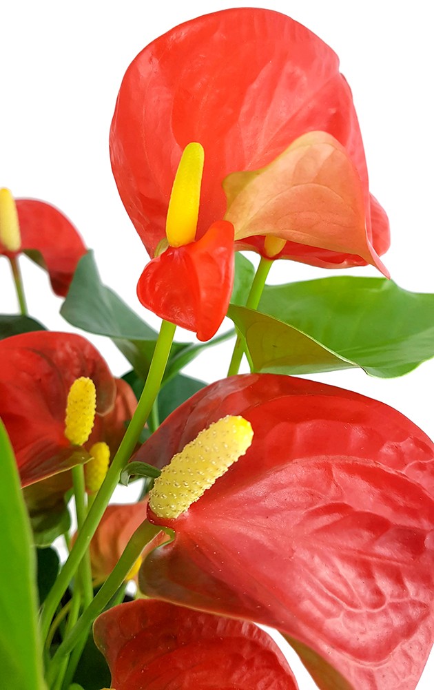 Anthurium "Orange Champion" - glanzvolle Flamingoblume