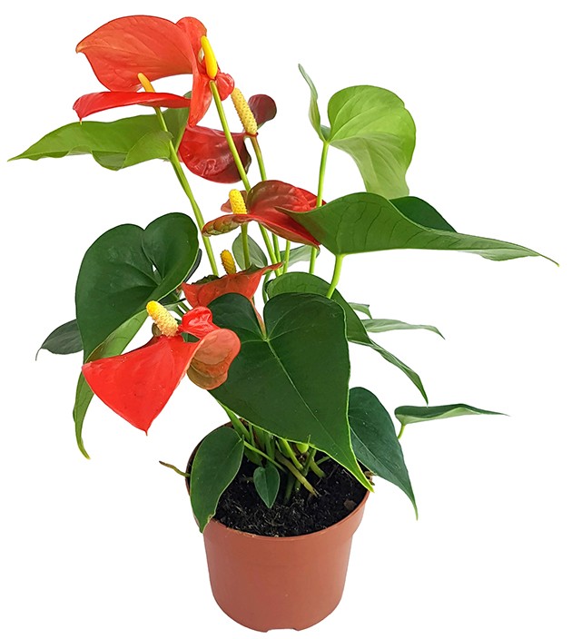 Anthurium "Orange Champion" - glanzvolle Flamingoblume