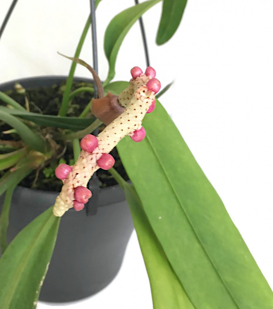 Anthurium Vittarifolium - gigantische Schweifblume