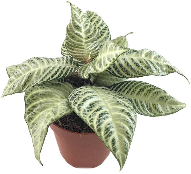 Aphelandra squarrosa &quot;White Wash&quot; - Glanzkölbchen