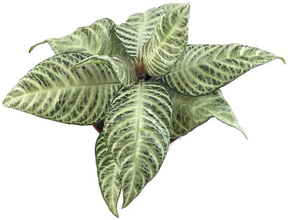 Aphelandra squarrosa &quot;White Wash&quot; - Glanzkölbchen