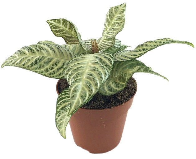 Aphelandra squarrosa &quot;White Wash&quot; - Glanzkölbchen