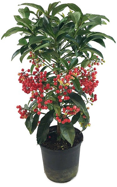 Ardisia crenata