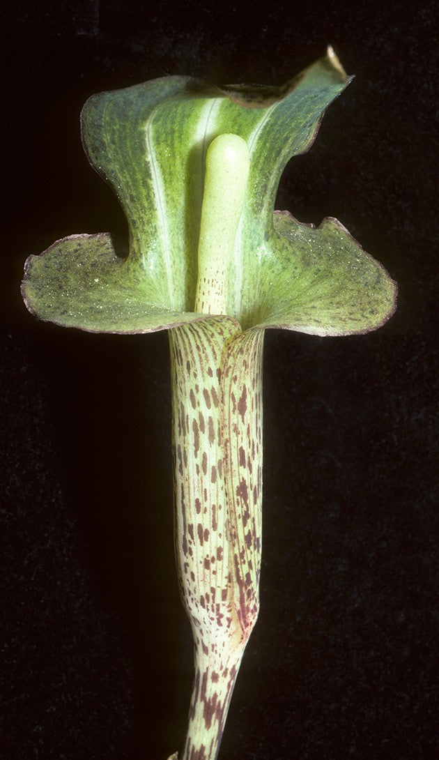 Arisaema nepenthoides - Feuerkolben