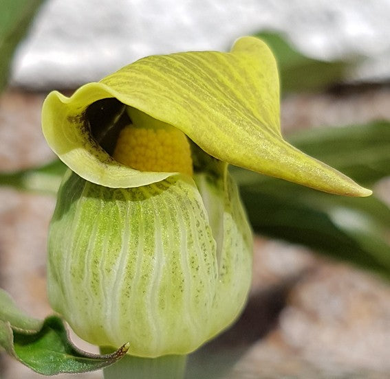 Arisaema flavum - gelbe Kobralilie