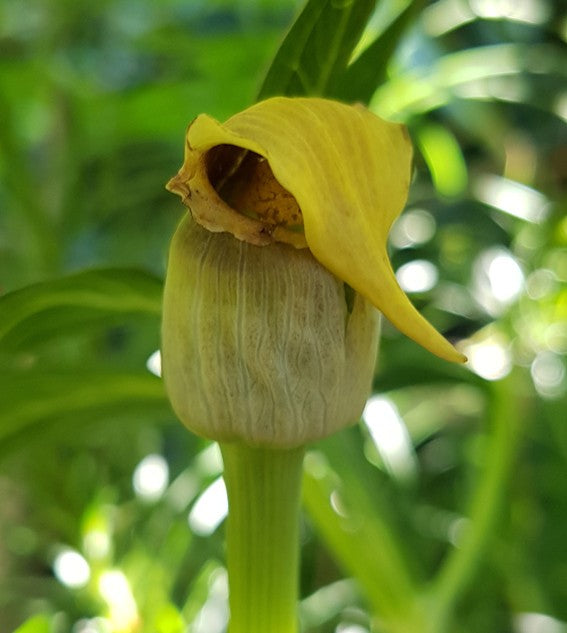 Arisaema flavum - gelbe Kobralilie