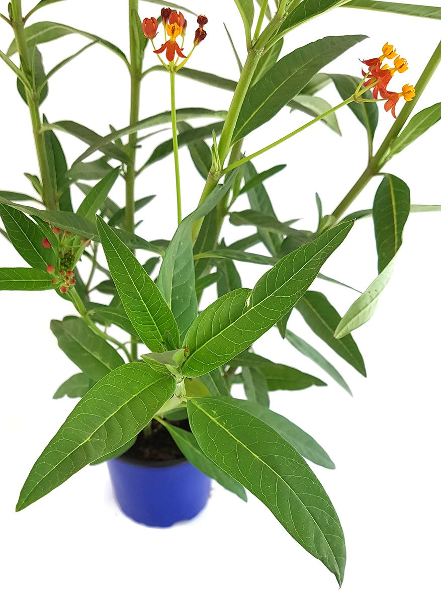 Asclepias curassavica - Indianer-Seidenpflanze