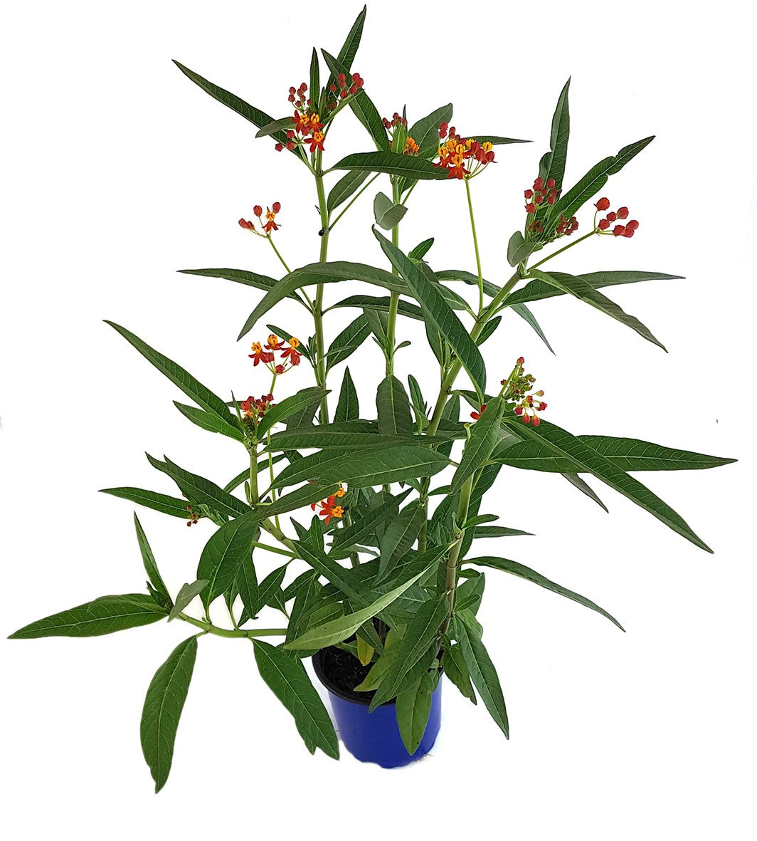 Asclepias curassavica - Indianer-Seidenpflanze