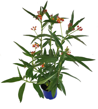 Asclepias curassavica - Indianer-Seidenpflanze