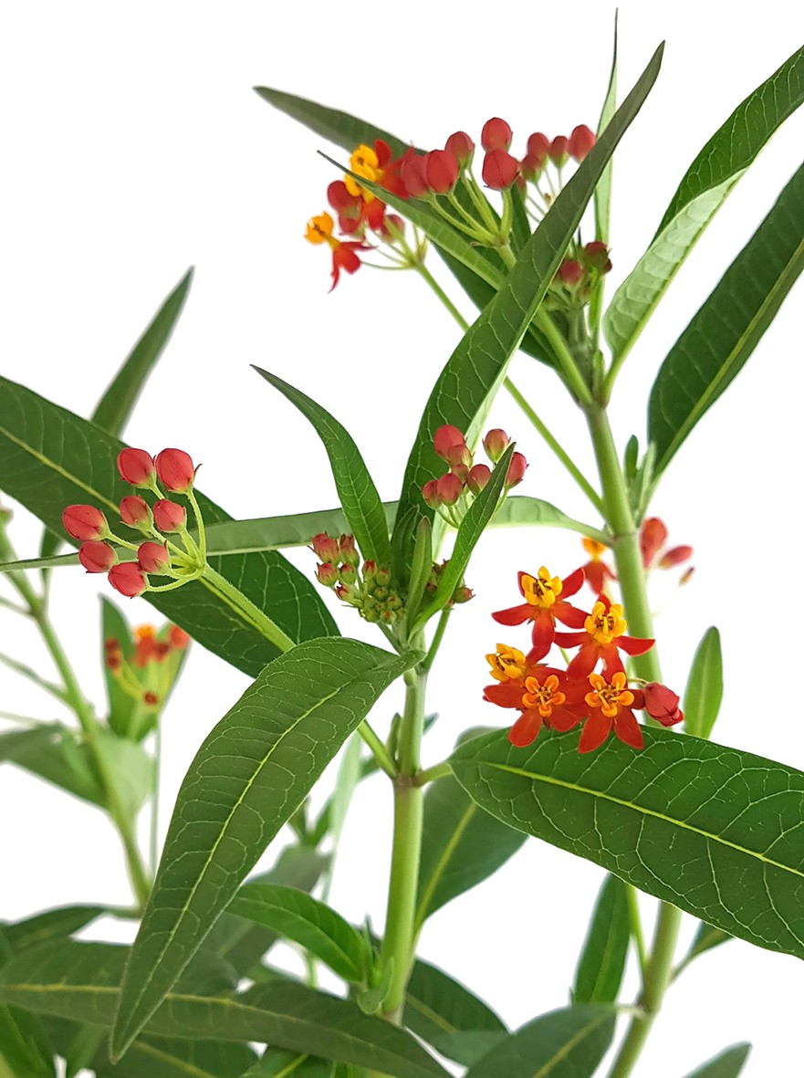 Asclepias curassavica - Indianer-Seidenpflanze