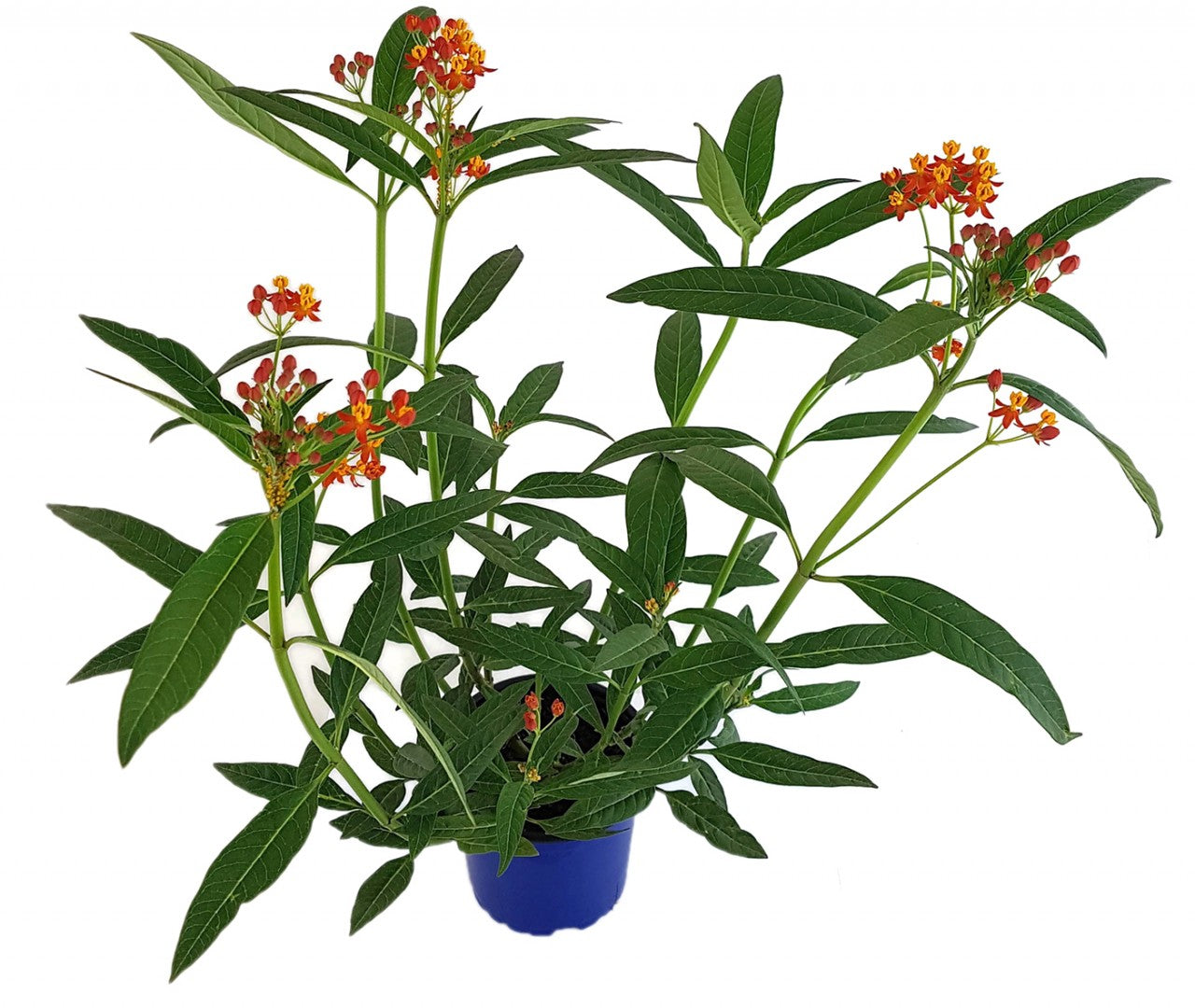 Asclepias curassavica - Indianer-Seidenpflanze