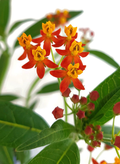 Asclepias curassavica - Indianer-Seidenpflanze