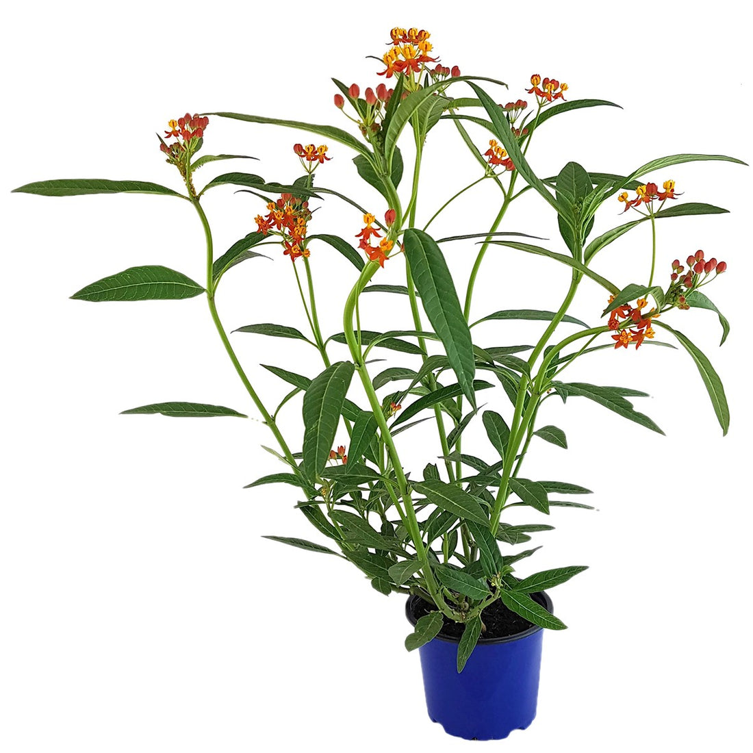 Asclepias curassavica - Indianer-Seidenpflanze