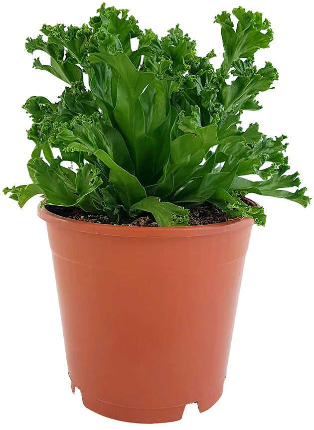 Asplenium antiquum &quot;Leslie&quot; - Salatfarn