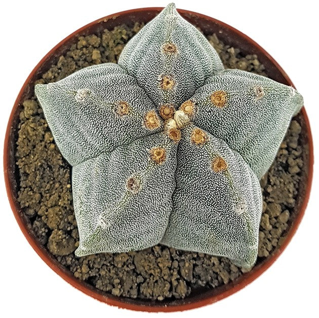 Astrophytum myriostigma - echte Bischofsmütze