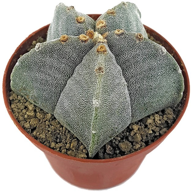 Astrophytum myriostigma - echte Bischofsmütze