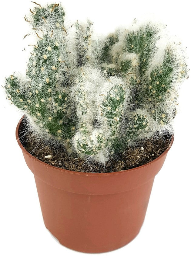 Austrocylindropuntia vestita "Cristata" - umhüllter Kaktus