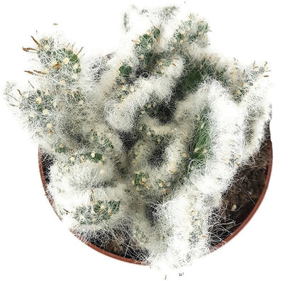 Austrocylindropuntia vestita &quot;Cristata&quot; - umhüllter Kaktus