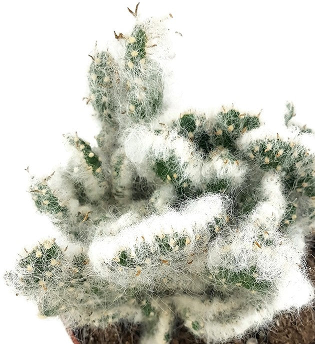Austrocylindropuntia vestita "Cristata" - umhüllter Kaktus