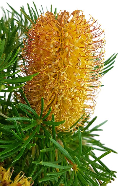 Banksia spinulosa &quot;Birthday Candles&quot; - Zwergstrauch