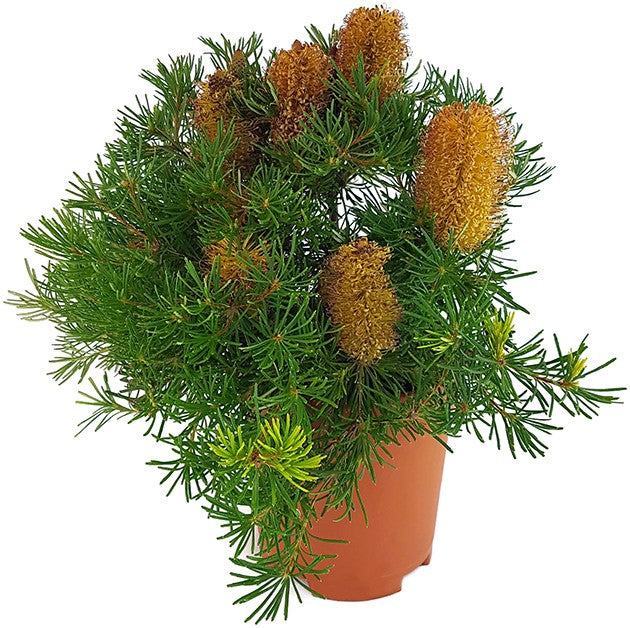 Banksia spinulosa &quot;Birthday Candles&quot; - Zwergstrauch