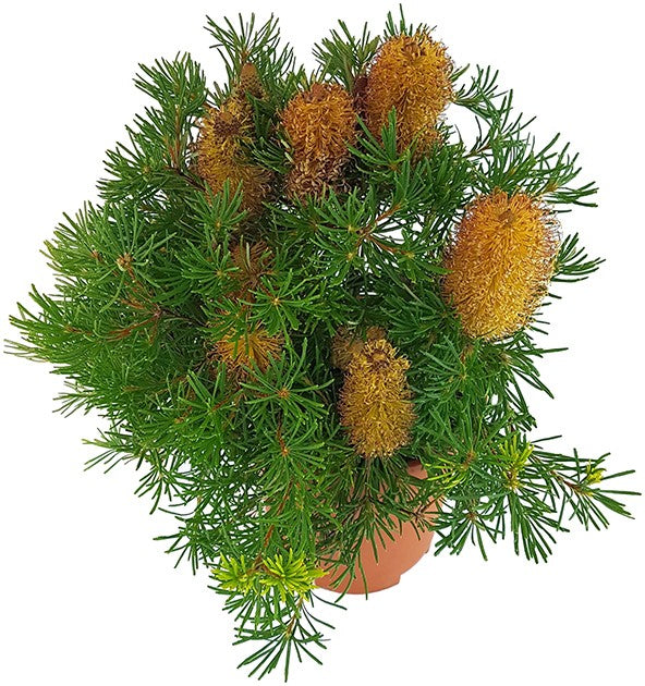 Banksia spinulosa &quot;Birthday Candles&quot; - Zwergstrauch