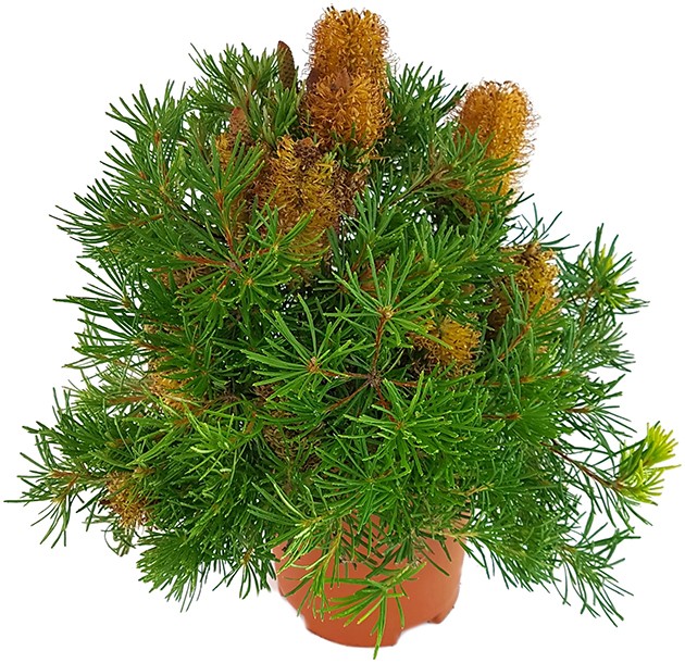 Banksia spinulosa "Birthday Candles" - Zwergstrauch