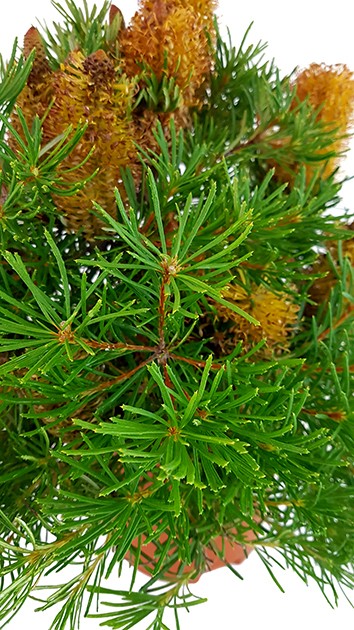 Banksia spinulosa &quot;Birthday Candles&quot; - Zwergstrauch