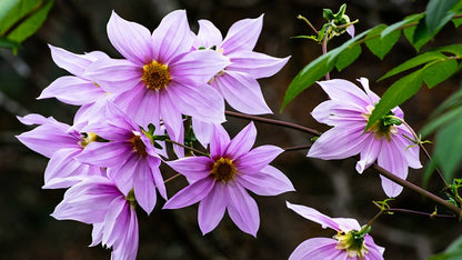 Dahlia imperialis - Baumdahlie - Riesendahlie