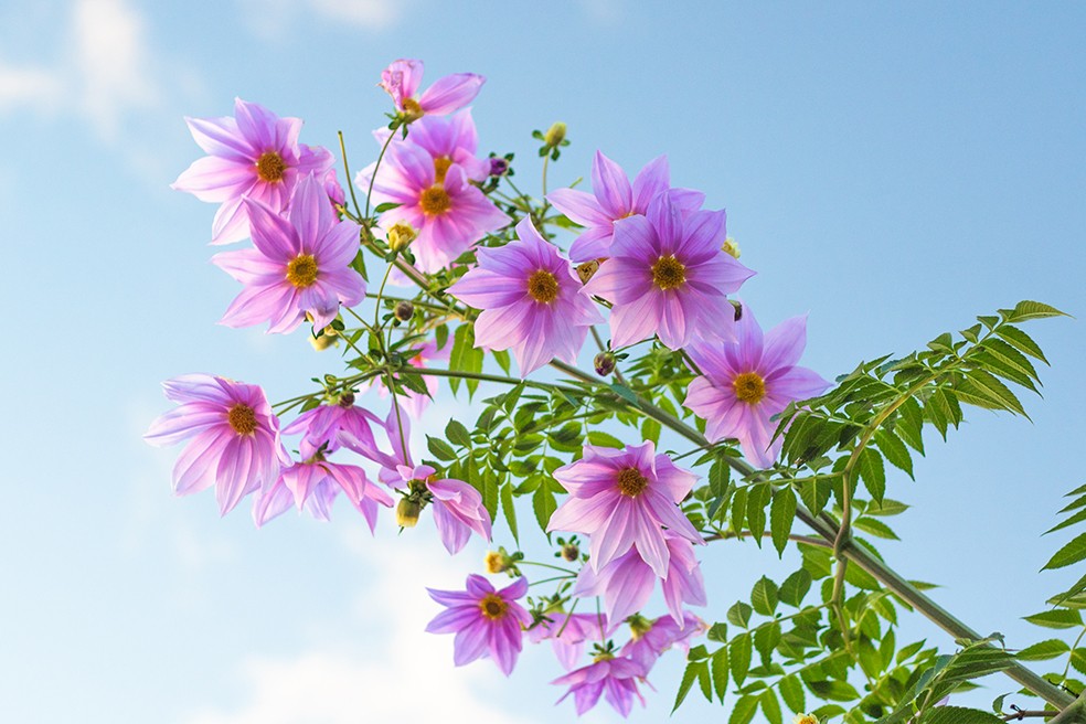 Dahlia imperialis - Baumdahlie - Riesendahlie