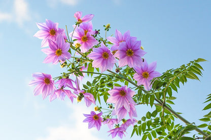 Dahlia imperialis - Baumdahlie - Riesendahlie