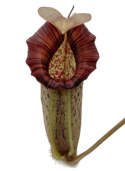 Nepenthes robcantleyi x spectabilis BE-3754 - XL Showpiece