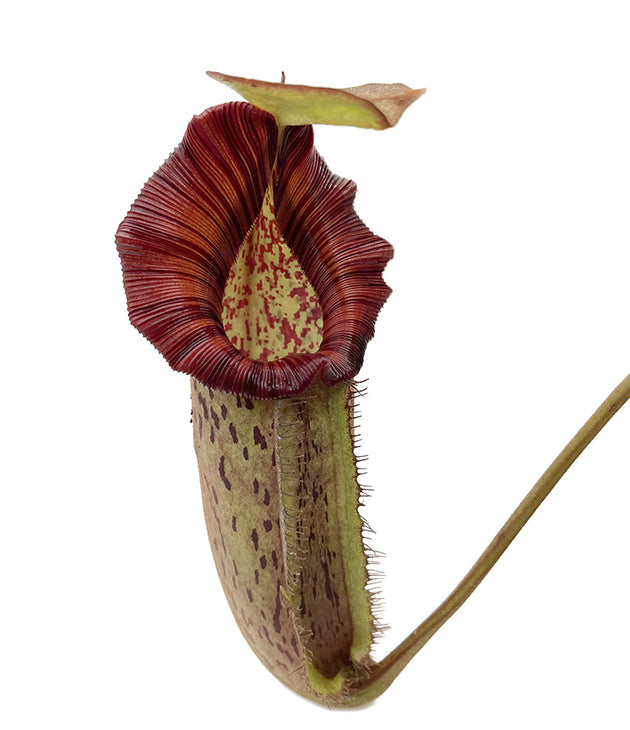 Nepenthes robcantleyi x spectabilis BE-3754 - XL Showpiece