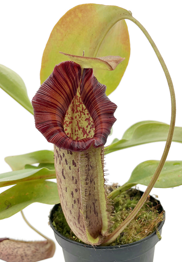 Nepenthes robcantleyi x spectabilis BE-3754 - XL Showpiece