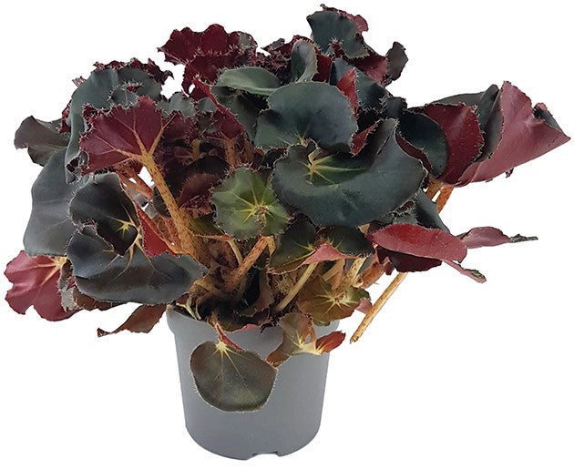 Begonia &quot;Black Jungle&quot; - edle Begonie