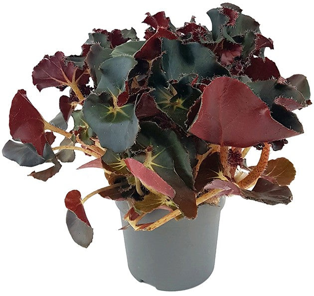 Begonia &quot;Black Jungle&quot; - edle Begonie