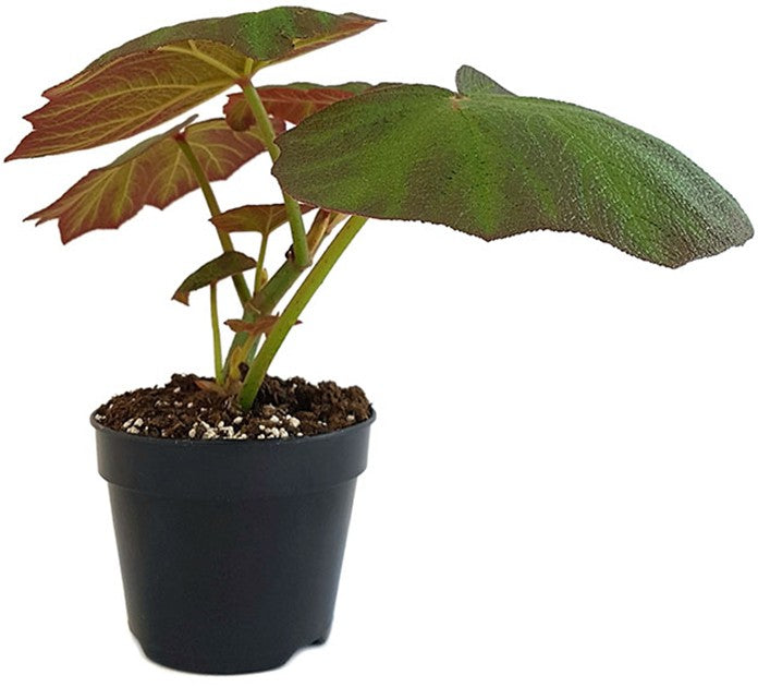 Begonia "Boomer" - Blattschmuckpflanze